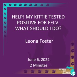 Help! My Kittie Tested Positive for FELV. What Should I Do? Leona Foster June 6, 2022 Runtime: 2 minutes