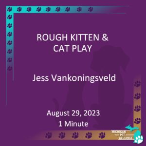Rough Kitten and Cat Play Jess Vankoningsveld August. 29, 2023 Runtime: 1 minute