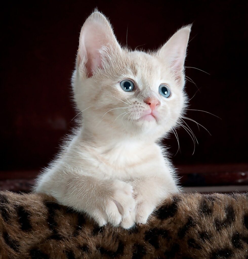 White kitten looking at something while resting paws on chair back